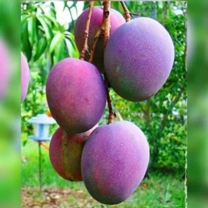 Miyazaki Mango Plant