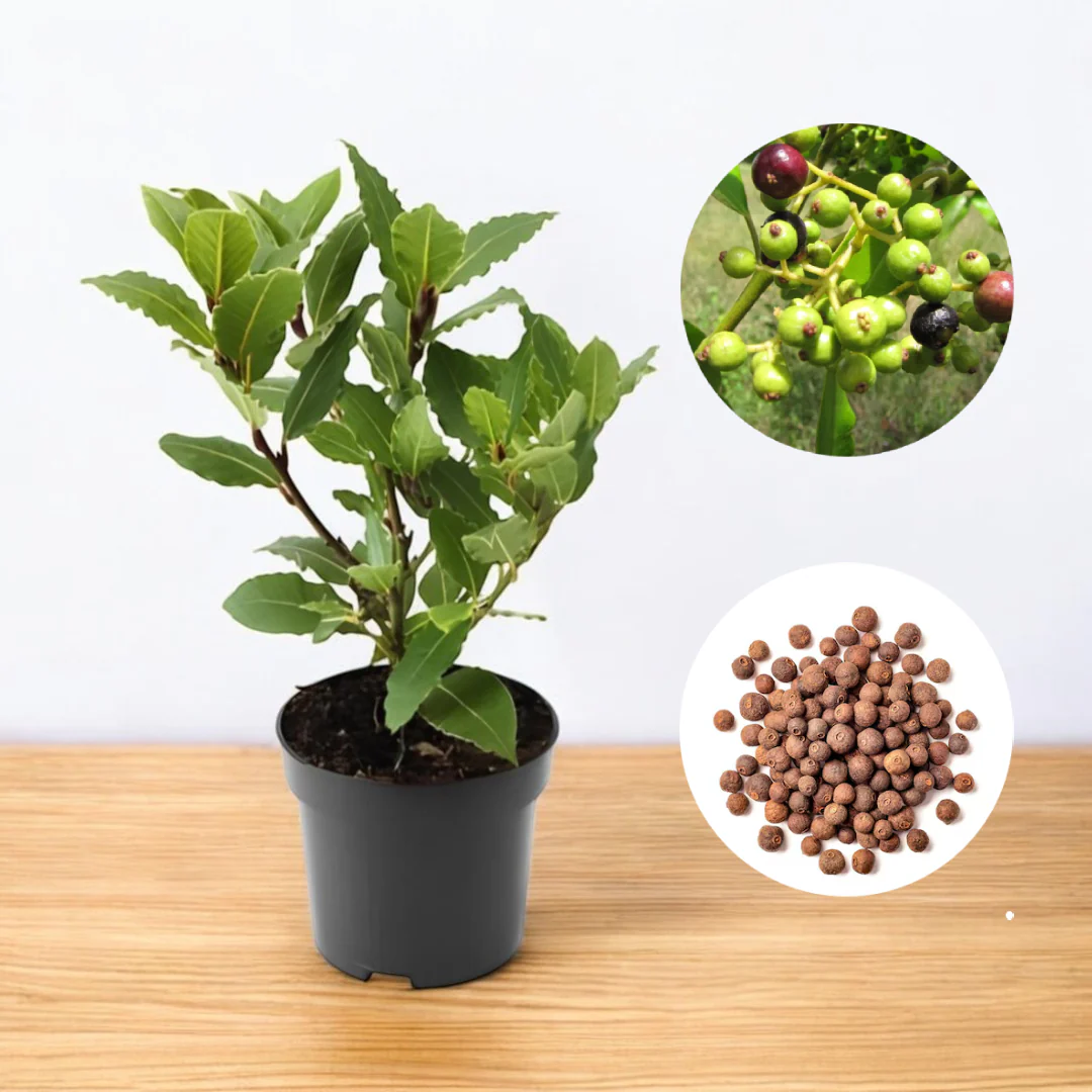 Jamaica_pepper_allspice_peppercorns_or_myrtle_pepper