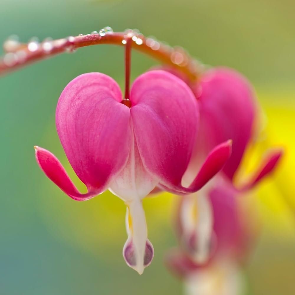 Bleeding Heart Red Flower Plant - Image 2