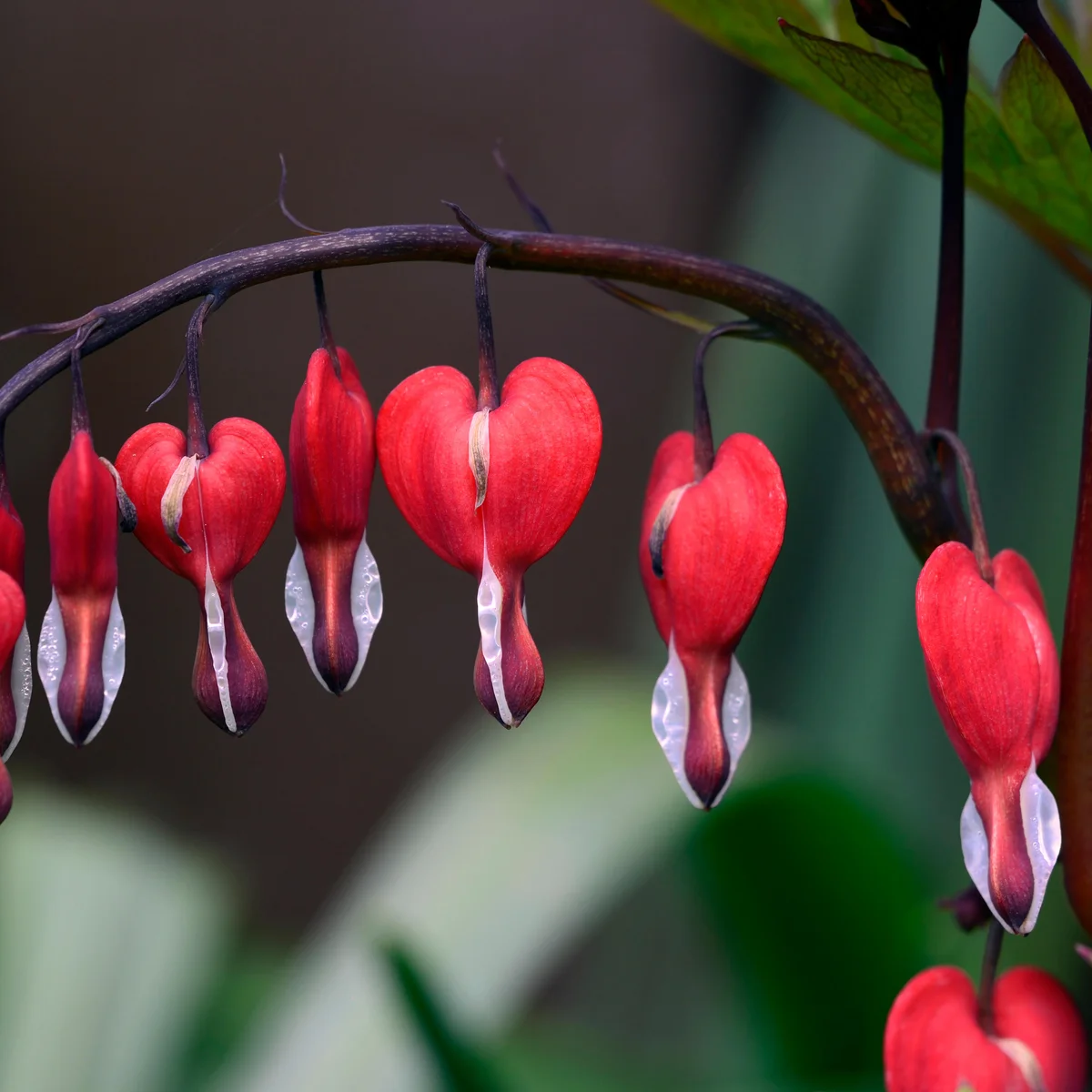 Bleeding Heart Red Flower Plant