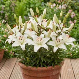 Asiatic White Lily Bulbs | White Asiatic Lily Flower