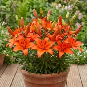 Asiatic Orange Lily Bulbs | Orange Asiatic Lily Flower