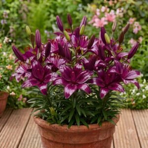 Asiatic Purple Lily Bulbs | Purple Asiatic Lily Flower