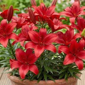 Asiatic Red Lily Bulbs | Red Asiatic Lily Flower