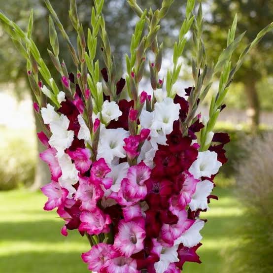 Gladiolus Bulbs | Gladiolus Flower Plant - Image 3