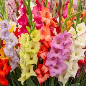 Gladiolus Bulbs | Gladiolus Flower Plant