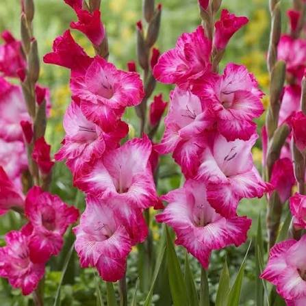 Gladiolus Bulbs | Gladiolus Flower Plant - Image 2