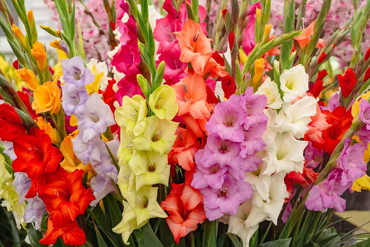Gladiolus Bulbs | Gladiolus Flower Plant