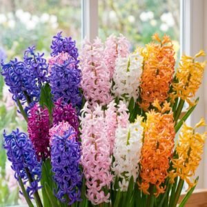 Hyacinth Bulbs | Hyacinth Flower Plant
