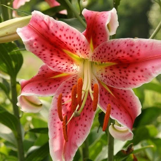 Asiatic Lily Bulbs | Asiatic Lily Flower Plant - Image 3