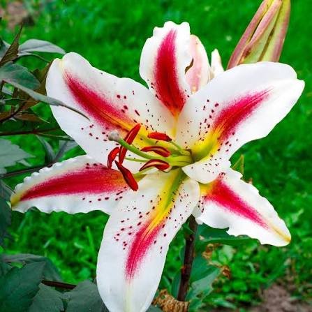 Asiatic Lily Bulbs | Asiatic Lily Flower Plant - Image 2