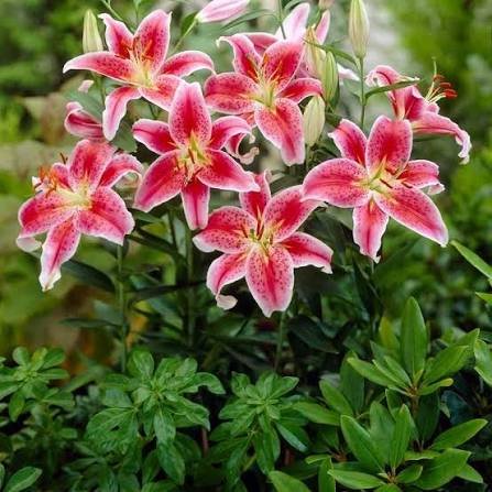 Asiatic Lily Bulbs | Asiatic Lily Flower Plant